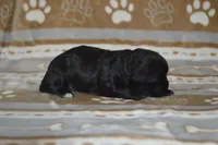 Natasha, a female Poodle - Toy  and Shichon for sale in Worthington, MN – 1 of 4