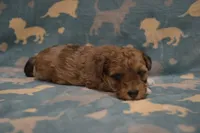 Wanda, a female Poodle - Toy  and Shichon for sale in Worthington, MN – 2 of 4