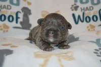 Luna, a female French Bulldog for sale in Worthington, MN – 2 of 4