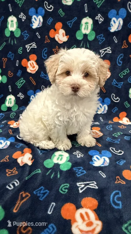 Bucky – Poodle - Toy , Shichon puppy for sale in Worthington, MN