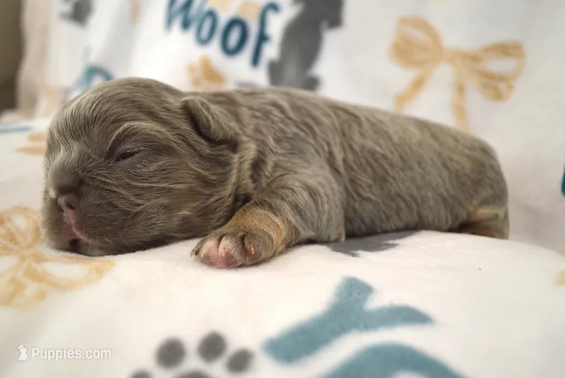 Lulu – French Bulldog puppy for sale in Worthington, MN
