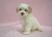 Bucky, a male Poodle - Toy  and Shichon for sale in Worthington, MN – 1 of 7