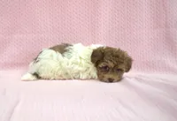 Shuri, a female Poodle - Toy  and Shichon for sale in Worthington, MN – 7 of 9