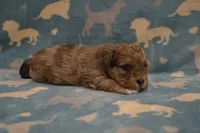 Wanda, a female Poodle - Toy  and Shichon for sale in Worthington, MN – 4 of 4