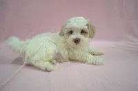 Bucky, a male Poodle - Toy  and Shichon for sale in Worthington, MN – 6 of 7