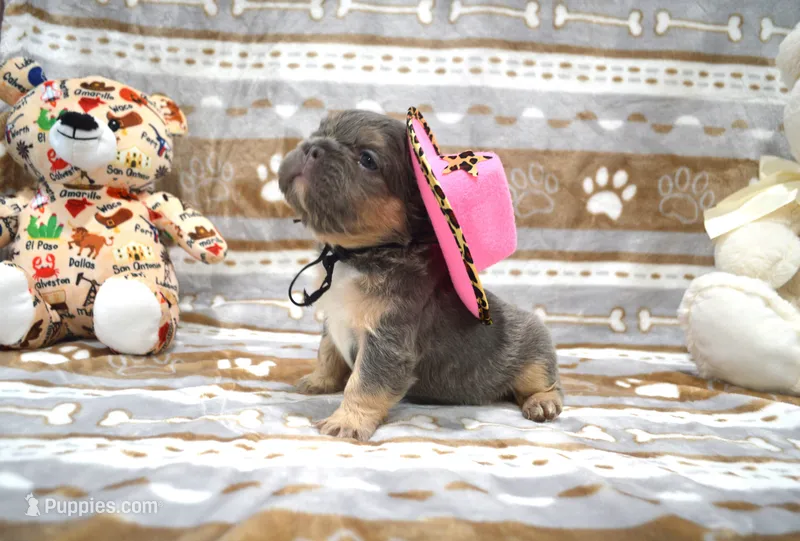 Lucy – French Bulldog puppy for sale in Worthington, MN