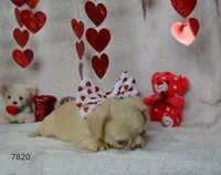 ARIEL, a female French Bulldog for sale in Texas City, TX – Photo 2 of 9