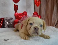 ARIEL, a female French Bulldog for sale in Texas City, TX – Photo 6 of 9