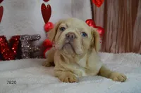 ARIEL, a female French Bulldog for sale in Texas City, TX – Photo 5 of 9