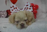 ARIEL, a female French Bulldog for sale in Texas City, TX – Photo 4 of 9