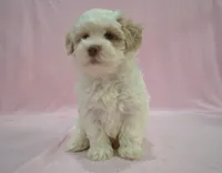 Bucky, a male Poodle - Toy  and Shichon for sale in Worthington, MN – 7 of 7