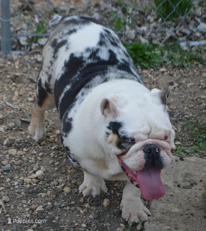 Coco – English Bulldog puppy for sale in Worthington, MN