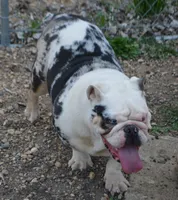 Coco, a female English Bulldog for sale in Worthington, MN – 1 of 4