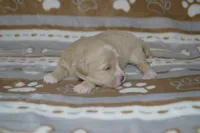 Yelena, a female Poodle - Toy  and Shichon for sale in Worthington, MN – 4 of 5