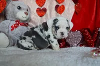 Athena, a female English Bulldog for sale in Texas City, TX – Photo 4 of 4