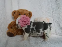 processed/d37fe36e-531f-44b9-ae3e-40408bdf4e1d/listing/fed2bbef-9fa9-4b29-bfa1-067445ed8c8f/68b1d78e-9c32-4394-99aa-55a8cd62184a