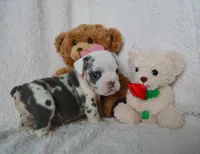 processed/d37fe36e-531f-44b9-ae3e-40408bdf4e1d/listing/fed2bbef-9fa9-4b29-bfa1-067445ed8c8f/872cf84a-7db5-4a5b-b497-87987ed2979b