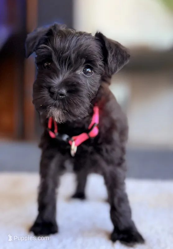 Piper – Miniature Schnauzer puppy for sale in Midlothian, TX