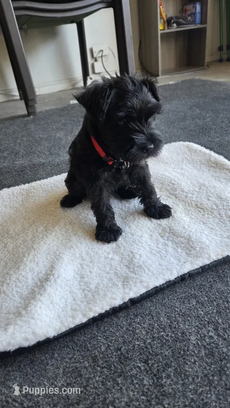 Archie – Miniature Schnauzer puppy for sale in Midlothian, TX
