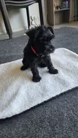 Archie, a male Miniature Schnauzer for sale in Midlothian, TX – 1 of 1