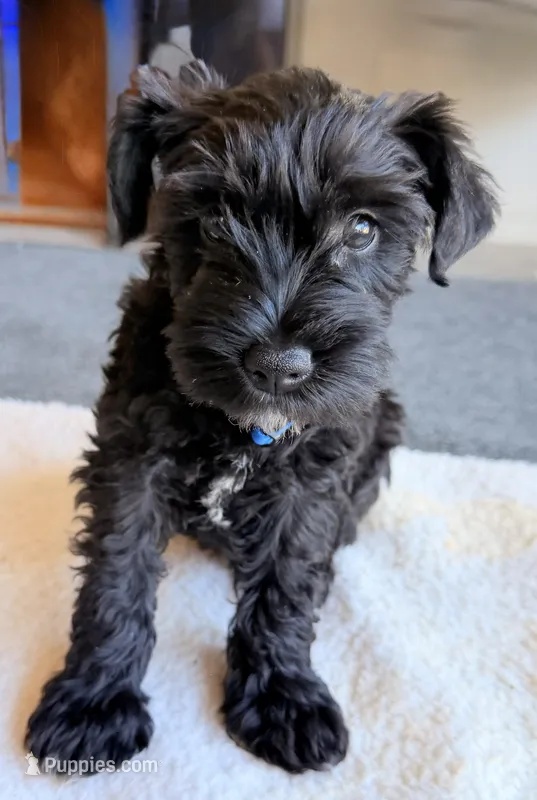 Bruno – Miniature Schnauzer puppy for sale in Midlothian, TX