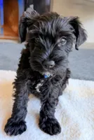 Bruno, a male Miniature Schnauzer for sale in Midlothian, TX – 1 of 1