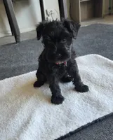 Rowdy , a male Miniature Schnauzer for sale in Midlothian, TX – 1 of 1