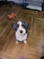 Enzo, a male Chinese Crested and Shih Tzu for sale in Jamaica, NY – 6 of 10