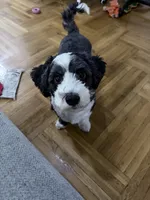 Enzo, a male Chinese Crested and Shih Tzu for sale in Jamaica, NY – 4 of 10