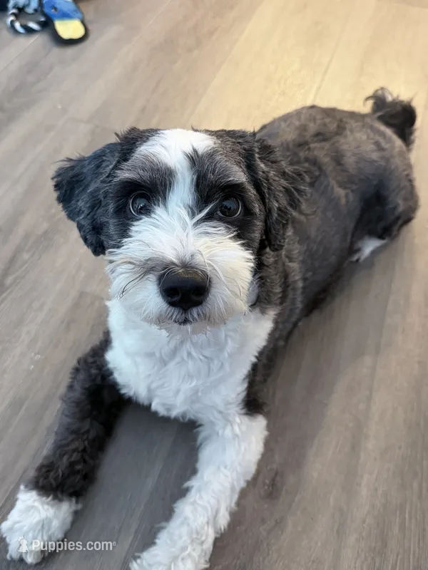 Enzo – Chinese Crested, Shih Tzu puppy for sale in Jamaica, NY