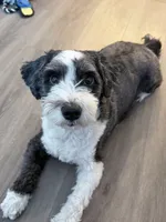 Enzo, a male Chinese Crested and Shih Tzu for sale in Jamaica, NY – 1 of 10