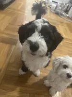 Enzo, a male Chinese Crested and Shih Tzu for sale in Jamaica, NY – 7 of 10