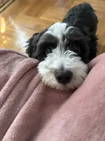 Enzo, a male Chinese Crested and Shih Tzu for sale in Jamaica, NY – 3 of 10
