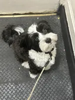 Enzo, a male Chinese Crested and Shih Tzu for sale in Jamaica, NY – 2 of 10