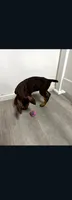 Sadie, a female Doberman Pinscher for sale in Wilmington, NC – 4 of 6