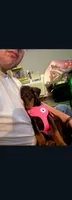 Sadie, a female Doberman Pinscher for sale in Wilmington, NC – 3 of 6