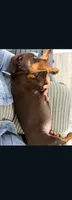 Sadie, a female Doberman Pinscher for sale in Wilmington, NC – 6 of 6
