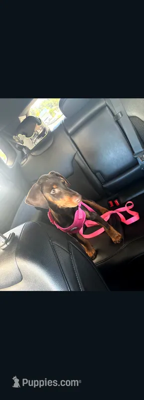 Sadie – Doberman Pinscher puppy for sale in Wilmington, NC
