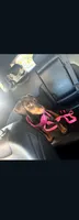 Sadie, a female Doberman Pinscher for sale in Wilmington, NC – 1 of 6