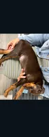 Sadie, a female Doberman Pinscher for sale in Wilmington, NC – 5 of 6