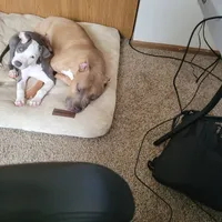 Hazel (Rescued pup looking for home), a female American Pit Bull Terrier for sale in Bellefontaine, OH – 1 of 3
