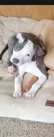 Hazel (Rescued pup looking for home), a female American Pit Bull Terrier for sale in Bellefontaine, OH – 3 of 3