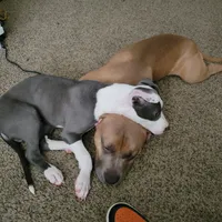 Hazel (Rescued pup looking for home), a female American Pit Bull Terrier for sale in Bellefontaine, OH – 2 of 3