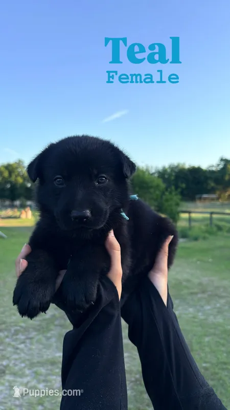 German shepherd  – German Shepherd Dog puppy for sale in Ocala, FL