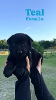 German shepherd , a male German Shepherd Dog for sale in Ocala, FL – 1 of 5