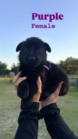 German shepherd , a male German Shepherd Dog for sale in Ocala, FL – 3 of 5