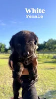 German shepherd , a male German Shepherd Dog for sale in Ocala, FL – 5 of 5