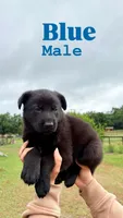 German shepherd , a male German Shepherd Dog for sale in Ocala, FL – 4 of 5