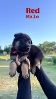 German shepherd , a male German Shepherd Dog for sale in Ocala, FL – 2 of 5