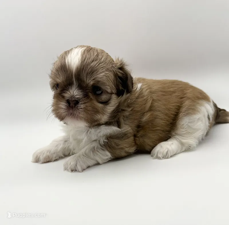 Levi – Shih Tzu puppy for sale in Indianapolis, IN